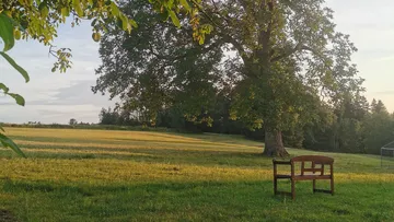 Bank unter Baum auf sonnigem Feld.