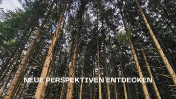 Hohe Bäume ragen in dichtem Wald empor.