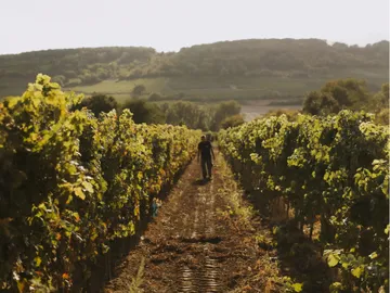Grapevines grow, a person walks between rows.