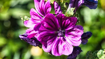 Lila Blumen blühen im Sonnenlicht, grüner Hintergrund.