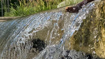 Wasser fließt über Steine in der Natur.