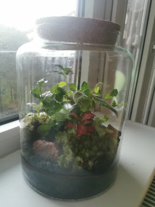 Terrarium mit Pflanzen auf Fensterbank.