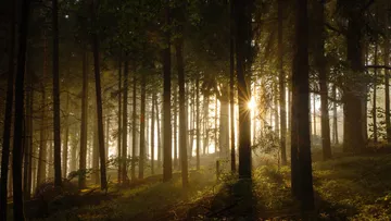 Sunlight streaming through forest trees.