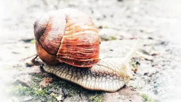 Schnecke kriecht auf steinigem Boden draußen.