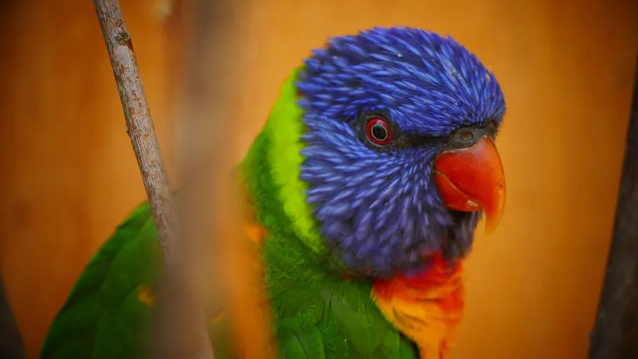 Colorful parrot perched among branches.