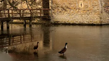 Zwei Enten auf gefrorenem Teich nahe Brücke.