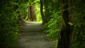 Forest path surrounded by lush green trees.