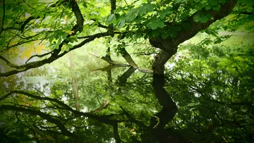 Tree reflected in calm pond water.