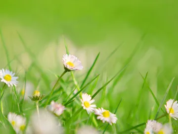 Gänseblume