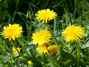 Löwenzahn