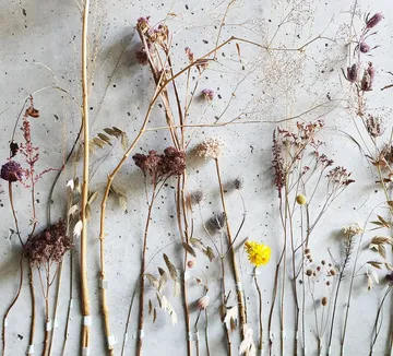 Getrocknete Blumen an Betonwand befestigt.