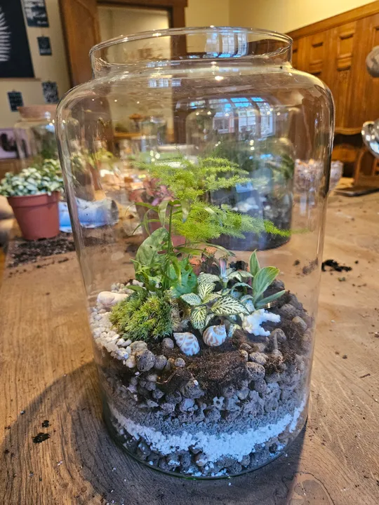 Terrarium mit Pflanzen auf Holztisch drinnen.