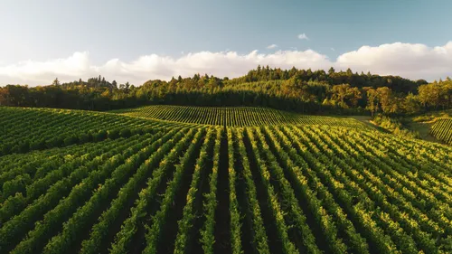 Meet the Winemaker Gregor Nimmervoll (Wagram) in Munich