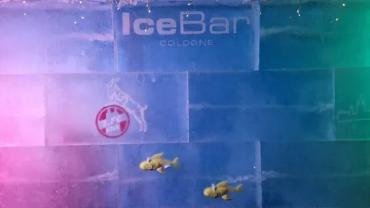 Fische schwimmen vor bunter Eiswand.