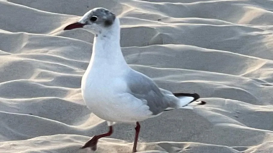 Seagull walking on sandy beach.