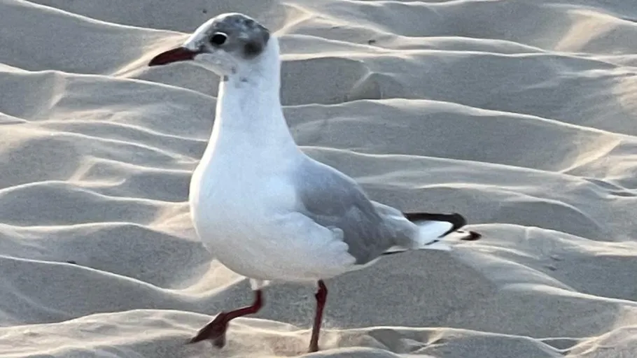 Möwe läuft auf sandigem Strand.