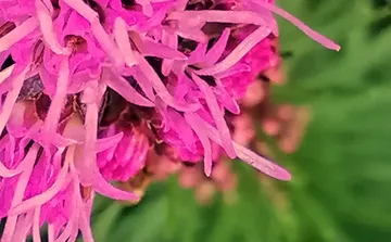 Pink flower petals with green background.