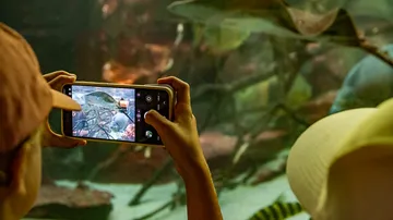 Person fotografiert Aquarium mit Smartphone-Kamera.
