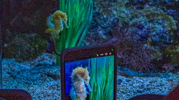Seahorse in aquarium photographed by phone.