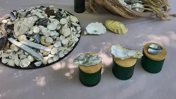 Muscheln in der Sonne auf Tisch ausgestellt.