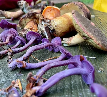 Colorful mushrooms lie on wooden surface outdoors.