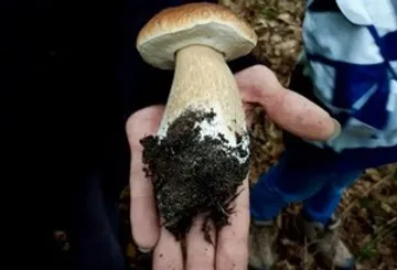 Mushroom held over forest ground.