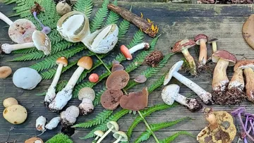 Various mushrooms displayed on wooden surface.