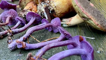 Lila Pilze liegen auf einer Holzfläche.