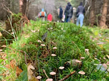 Pilze wachsen auf Waldboden, Menschen im Hintergrund.