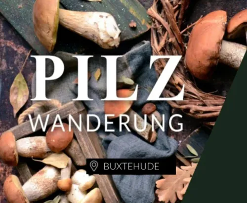 Pilze auf Tisch mit Textüberlagerung.