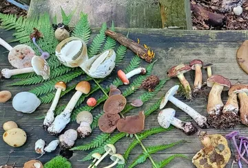 Various mushrooms displayed on wooden table.