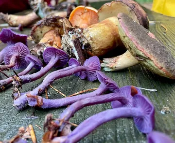 Violette und braune Pilze auf Holzoberfläche.