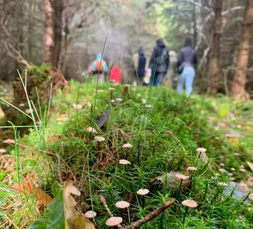 Kleine Pilze wachsen im Wald, Menschen verschwommen.