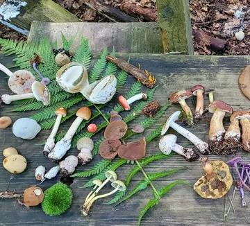 Verschiedene Pilze auf Holztisch präsentiert.