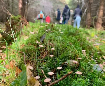 Pilze im Wald, Menschen im Hintergrund gehen.