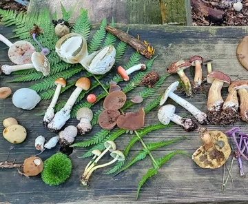 Verschiedene Pilze auf einem Holztisch.