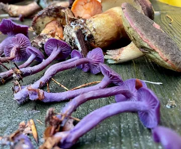 Lila und braune Pilze auf Holzoberfläche.