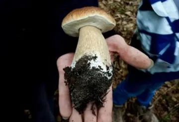Hand hält Pilz im Wald.