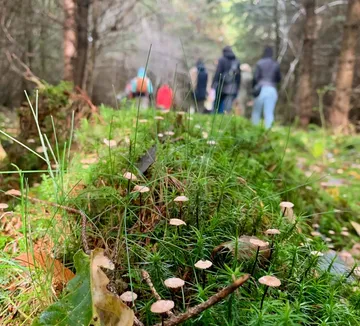 Pilze wachsen im Wald, Menschen spazieren.