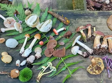 Verschiedene Pilze auf Holzfläche ausgestellt.