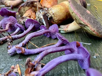 Purple and brown mushrooms on a wooden surface.