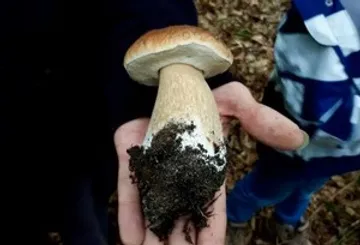 Großer Pilz in Hand gehalten, Waldhintergrund.