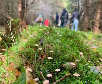Kleine Pilze auf Waldboden, Menschen wandern in der Nähe.