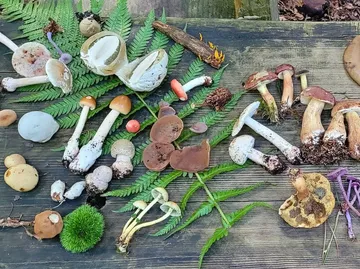 Verschiedene Pilze auf einer Holzoberfläche arrangiert.