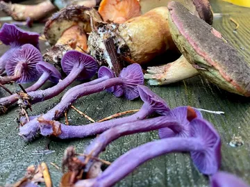 Purple and brown mushrooms on wooden surface.