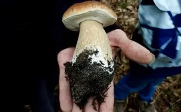 Pilz in Hand gehalten, im Freien.
