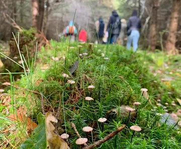 Pilze wachsen auf Waldboden, Menschen gehen