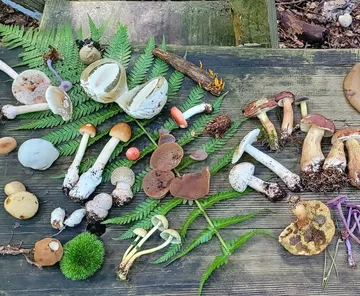 Verschiedene Pilze auf Holzoberfläche gezeigt.