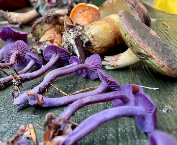 Purple mushrooms on a wooden surface.