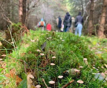 Kleine Pilze wachsen im Wald, Menschen spazieren.